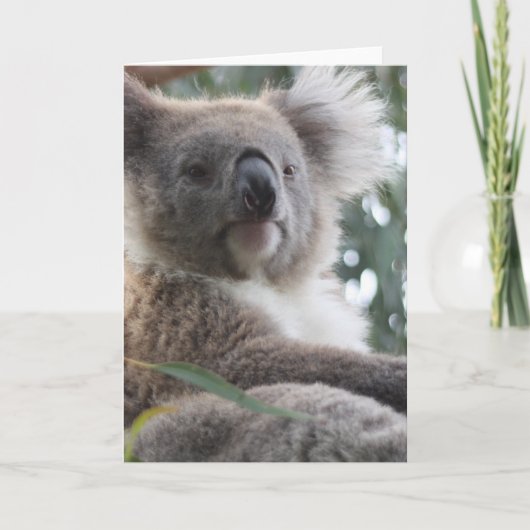 Het Wenskaart van de Feiten van de koala Kaart (Voorkant)