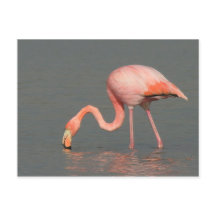 Het wenskaart van de flamingo