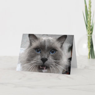 Het wenskaart van de kat kaart