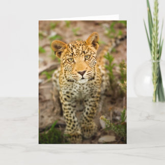 Het Wenskaart van de Welp van de luipaard Kaart
