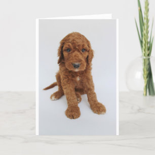 Het Wenskaart van het Puppy van Goldendoodle Kaart