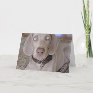 Het Wenskaart van het Puppy van Weimaraner Kaart
