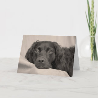 Het Wenskaart van het Spaniel van Boykin Kaart