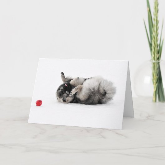 Het Wenskaart van Keeshond Kaart (Voorkant)