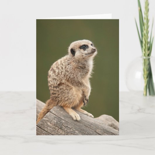 Het Wenskaart van Meerkat Kaart (Voorkant)