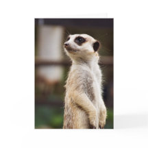 Het Wenskaart van Meerkat