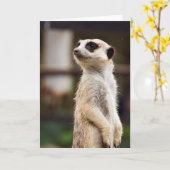 Het Wenskaart van Meerkat Kaart (Gele Bloem)