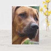 Het Wenskaart van Ridgeback van Rhodesian Kaart (Gele Bloem)