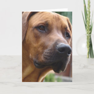 Het Wenskaart van Ridgeback van Rhodesian Kaart