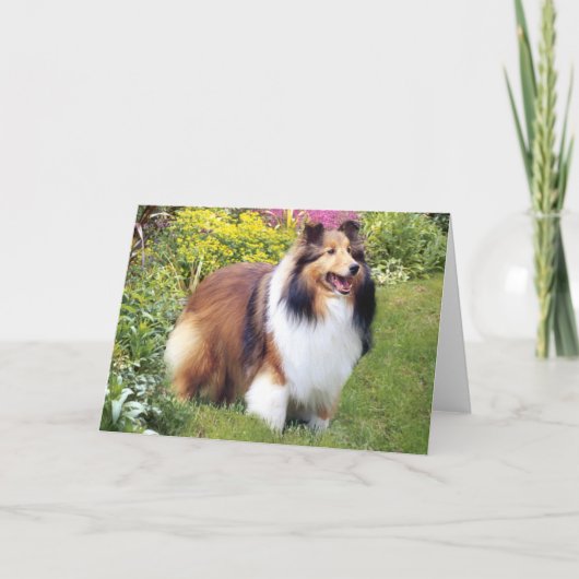 Het Wenskaart van Sheltie Kaart (Voorkant)