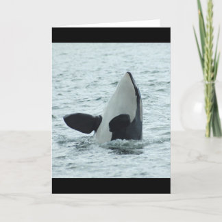Het Wenskaart van Spyhop van de orka Kaart