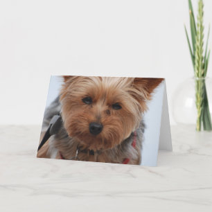 Het Wenskaart van Yorkie Kaart