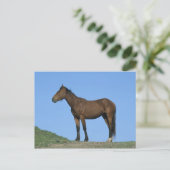 Het wilde Paard van de Mustang Briefkaart (Staand voorkant)