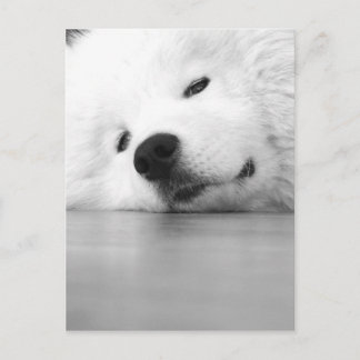 Het Wit van de Hond van de Foto van Samoyed Briefkaart