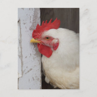 Het witte Gluren van de Kip Briefkaart