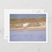 het witte paard dat de rivier oversteekt briefkaart (Voorkant / Achterkant)