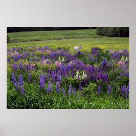Het witte paard in een Lupine Field Poster