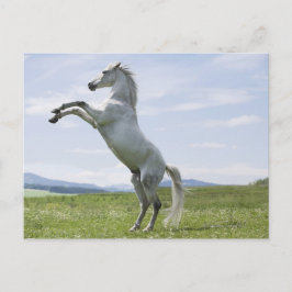 het witte paard springt op weide briefkaart