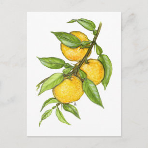 Het Yuzu Collectie Briefkaart