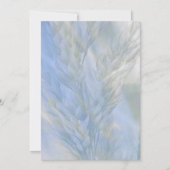 Het Zaad des Levens (Voorkant)