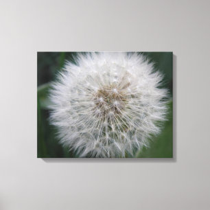 Het zaaien Paardebloem Bloem Canvas Print