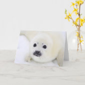 Het zadelrobjong van het baby op ijs van het Witte Kaart (Gele Bloem)