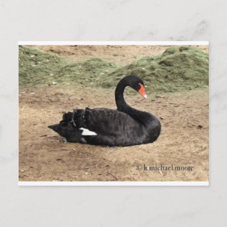 Het Zee dromen Briefkaart