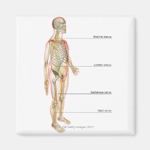 Het zenuwstelsel 3 magneet