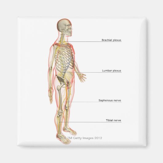 Het zenuwstelsel 3 magneet (Voorkant)