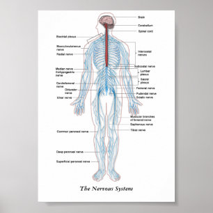 Het Zenuwstelsel Poster
