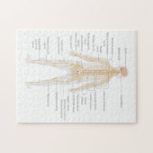 Het zenuwstelsel van het menselijk lichaam Lichaam Legpuzzel (Horizontaal)