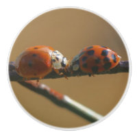 Het zoenen van Ladybugs op een draadhek dicht bij