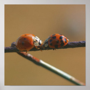 Het zoenen van Ladybugs op een draadhek dicht bij  Poster