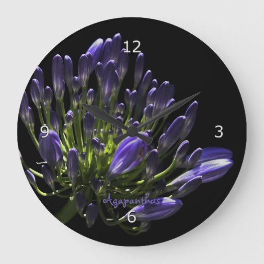 Het zonovergoten Bloeien Paarse Agapanthus, Grote Klok (Voorkant)