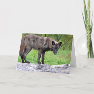 Het zwarte Wenskaart van de Wolf Kaart