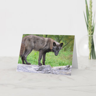 Het zwarte Wenskaart van de Wolf Kaart
