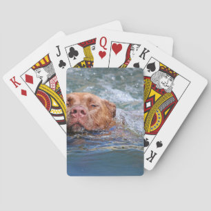 Het Zwemmen van de hond Pokerkaarten