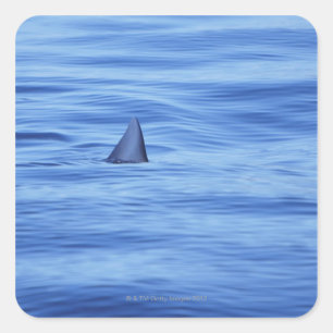 Het zwemmen van haaien in oceaanwater vierkante sticker