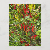 Hete pepers voor Hot Chili! Briefkaart (Voorkant)