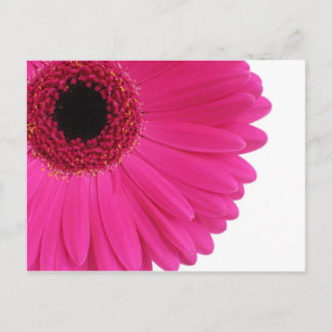 Hete Roze Gerbera Briefkaart