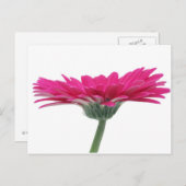 Hete Roze Gerbera Daisy Briefkaart (Voorkant / Achterkant)