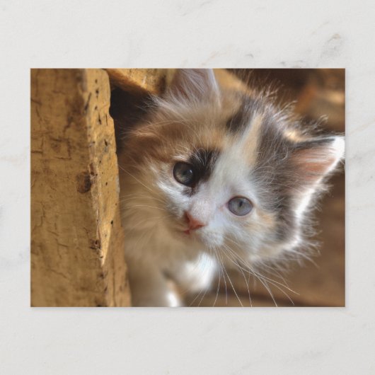 Heterochromia Calico Kitten Briefkaart (Voorkant)