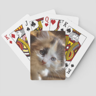 Heterochromia Calico Kitten Speelkaarten