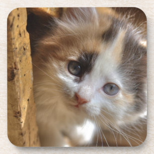 Heterochromia Schattig Lapjeskatje Onderzetter