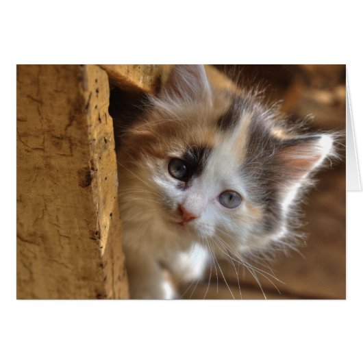 Heterochromie Calico Kitten (Devant horizontal)