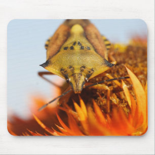 Heteroptera Muismat