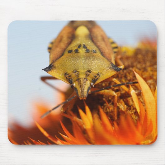 Heteroptera Muismat (Voorkant)