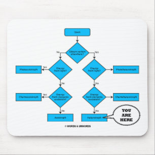 Heterotroph Flow Chart - U bent hier Muismat