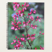 Heuchera Coral Bells Floral (Devant)