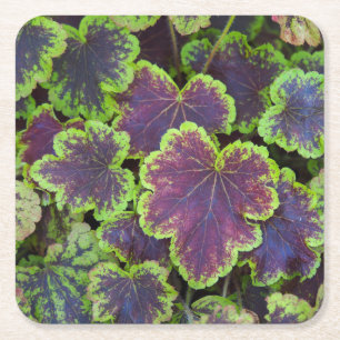 Heucherella Leaves Onderzetter